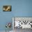 Canvas and Cats-Kobayashi Kiyochika-Mounted Art Print displayed on a wall