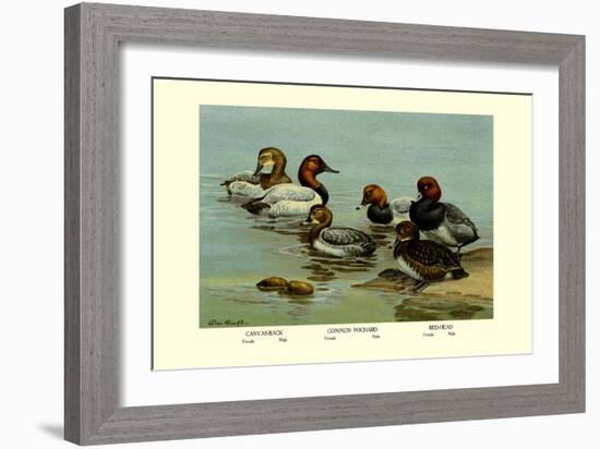 Canvas-Back, Common Pochard and Red-Head Ducks-Allan Brooks-Framed Art Print