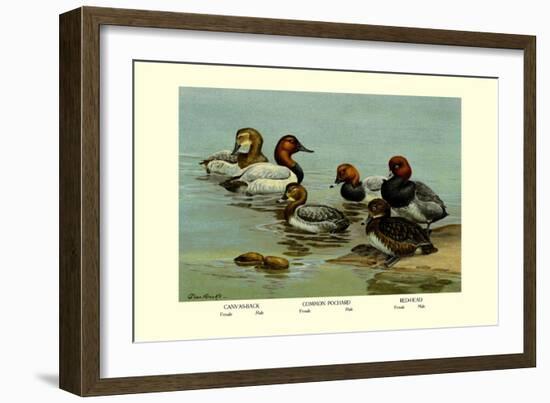 Canvas-Back, Common Pochard and Red-Head Ducks-Allan Brooks-Framed Art Print