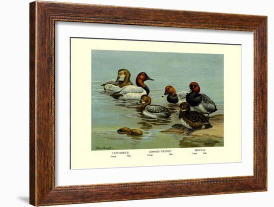 Canvas-Back, Common Pochard and Red-Head Ducks-Allan Brooks-Framed Art Print