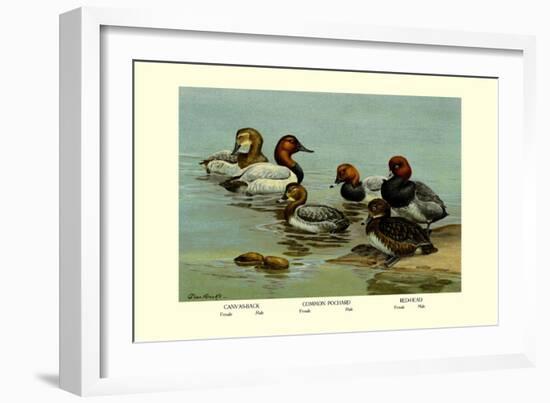 Canvas-Back, Common Pochard and Red-Head Ducks-Allan Brooks-Framed Art Print