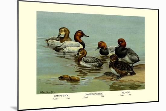 Canvas-Back, Common Pochard and Red-Head Ducks-Allan Brooks-Mounted Art Print
