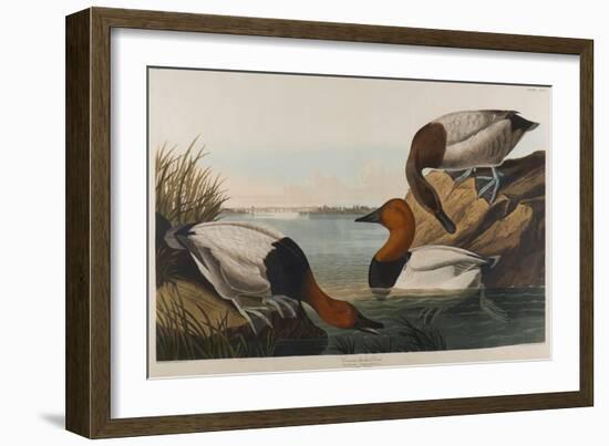 Canvas Backed Duck, 1836-John James Audubon-Framed Giclee Print