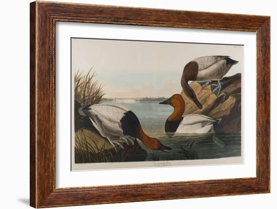 Canvas Backed Duck, 1836-John James Audubon-Framed Giclee Print