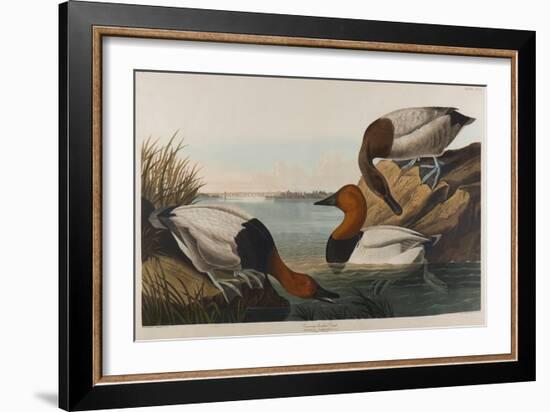 Canvas Backed Duck, 1836-John James Audubon-Framed Giclee Print