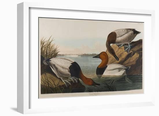 Canvas Backed Duck, 1836-John James Audubon-Framed Giclee Print