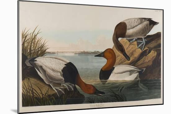 Canvas Backed Duck, 1836-John James Audubon-Mounted Giclee Print