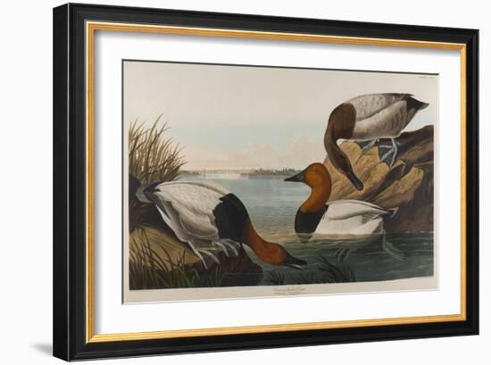 Canvas Backed Duck, 1836-John James Audubon-Framed Giclee Print