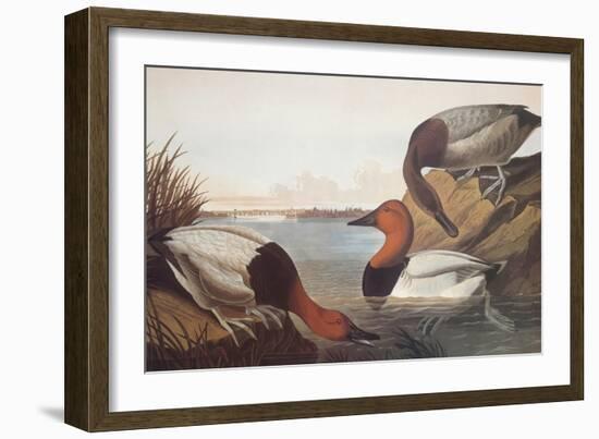 Canvas-Backed Duck-John James Audubon-Framed Art Print