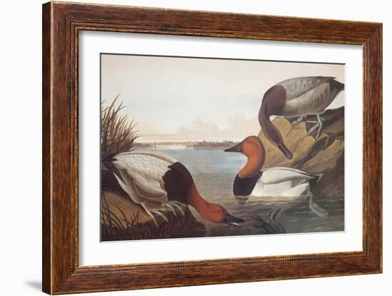 Canvas-Backed Duck-John James Audubon-Framed Art Print