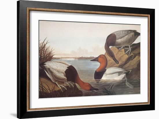 Canvas-Backed Duck-John James Audubon-Framed Art Print