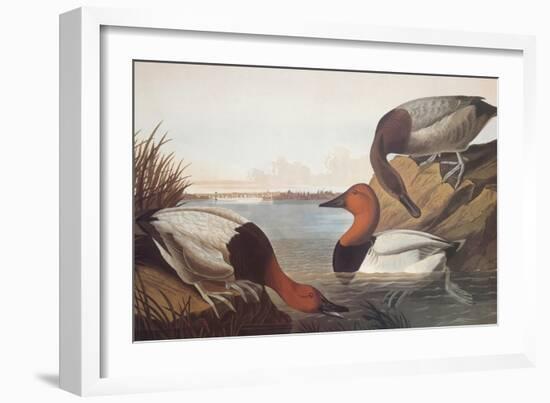 Canvas-Backed Duck-John James Audubon-Framed Art Print