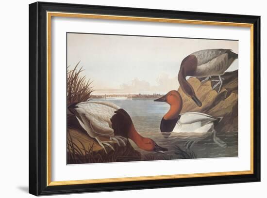 Canvas-Backed Duck-John James Audubon-Framed Art Print