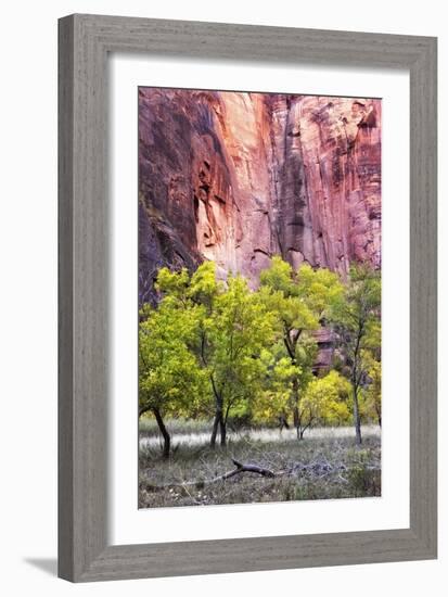 Canyon Cottonwoods-Danny Head-Framed Photographic Print