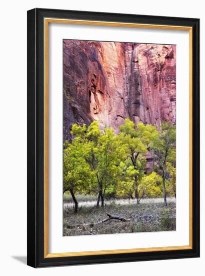 Canyon Cottonwoods-Danny Head-Framed Photographic Print