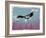 Canyon Eagle, 2014-Nancy Moniz-Framed Giclee Print