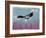 Canyon Eagle, 2014-Nancy Moniz-Framed Giclee Print