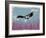 Canyon Eagle, 2014-Nancy Moniz-Framed Giclee Print