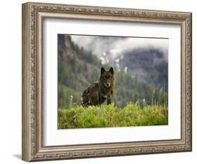 Canyon Pack Alpha Female Wolf of 2009-Mike Cavaroc-Framed Photographic Print
