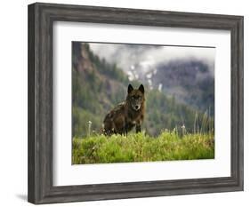 Canyon Pack Alpha Female Wolf of 2009-Mike Cavaroc-Framed Photographic Print