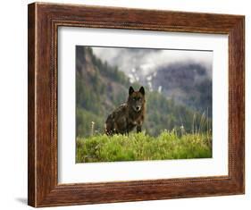 Canyon Pack Alpha Female Wolf of 2009-Mike Cavaroc-Framed Photographic Print
