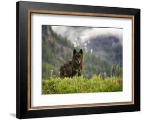 Canyon Pack Alpha Female Wolf of 2009-Mike Cavaroc-Framed Photographic Print