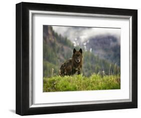 Canyon Pack Alpha Female Wolf of 2009-Mike Cavaroc-Framed Photographic Print