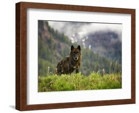 Canyon Pack Alpha Female Wolf of 2009-Mike Cavaroc-Framed Photographic Print