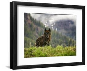 Canyon Pack Alpha Female Wolf of 2009-Mike Cavaroc-Framed Photographic Print