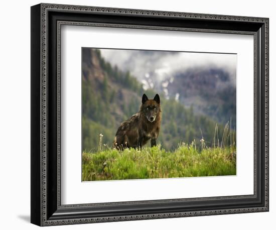 Canyon Pack Alpha Female Wolf of 2009-Mike Cavaroc-Framed Photographic Print