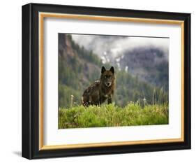 Canyon Pack Alpha Female Wolf of 2009-Mike Cavaroc-Framed Photographic Print