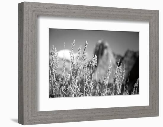 Canyon Sagebrush-Laura Marshall-Framed Photographic Print