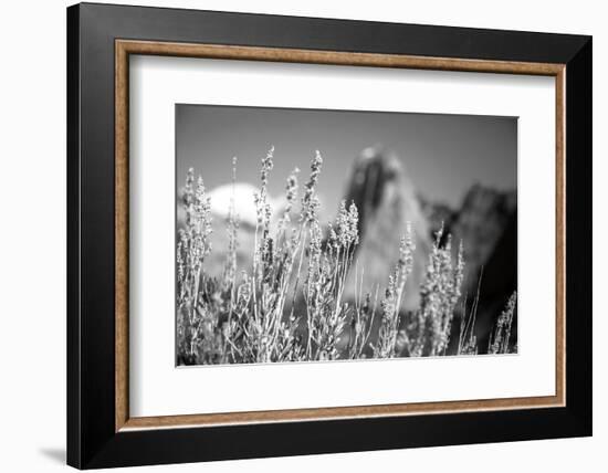 Canyon Sagebrush-Laura Marshall-Framed Photographic Print