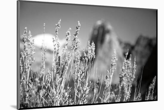 Canyon Sagebrush-Laura Marshall-Mounted Photographic Print