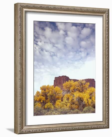 Canyonlands NP, Utah. Cottonwoods in Autumn Below Cliffs and Clouds-Scott T. Smith-Framed Photographic Print