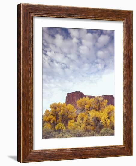 Canyonlands NP, Utah. Cottonwoods in Autumn Below Cliffs and Clouds-Scott T. Smith-Framed Photographic Print