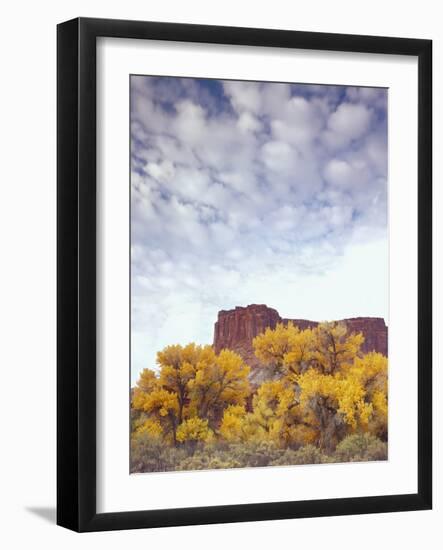 Canyonlands NP, Utah. Cottonwoods in Autumn Below Cliffs and Clouds-Scott T. Smith-Framed Photographic Print