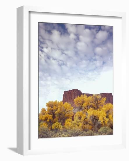 Canyonlands NP, Utah. Cottonwoods in Autumn Below Cliffs and Clouds-Scott T. Smith-Framed Photographic Print