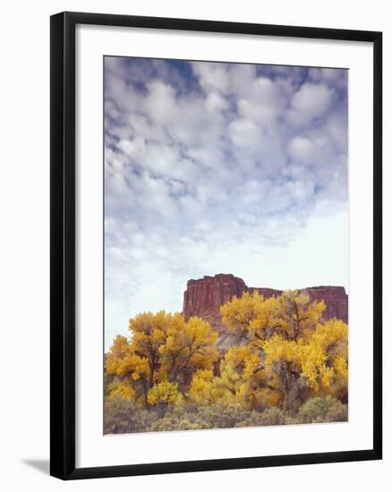 Canyonlands NP, Utah. Cottonwoods in Autumn Below Cliffs and Clouds-Scott T. Smith-Framed Photographic Print