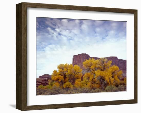 Canyonlands NP, Utah. Cottonwoods in Autumn Below Cliffs and Clouds-Scott T. Smith-Framed Photographic Print