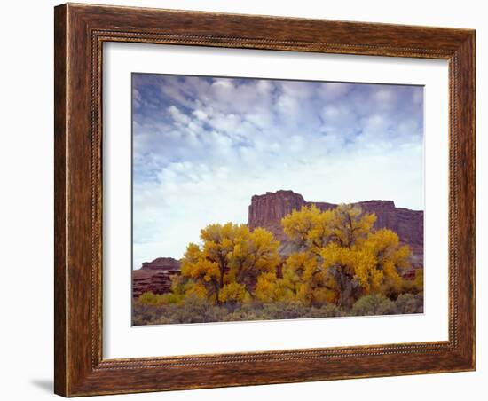 Canyonlands NP, Utah. Cottonwoods in Autumn Below Cliffs and Clouds-Scott T. Smith-Framed Photographic Print