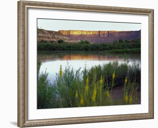 Canyonlands NP, Utah. Prince's Plume in Bloom Along Green River, Dawn-Scott T. Smith-Framed Photographic Print