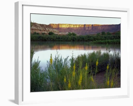 Canyonlands NP, Utah. Prince's Plume in Bloom Along Green River, Dawn-Scott T. Smith-Framed Photographic Print