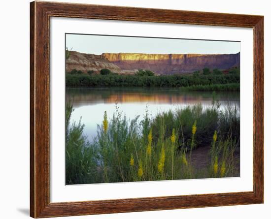 Canyonlands NP, Utah. Prince's Plume in Bloom Along Green River, Dawn-Scott T. Smith-Framed Photographic Print