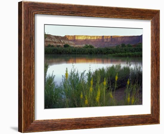 Canyonlands NP, Utah. Prince's Plume in Bloom Along Green River, Dawn-Scott T. Smith-Framed Photographic Print