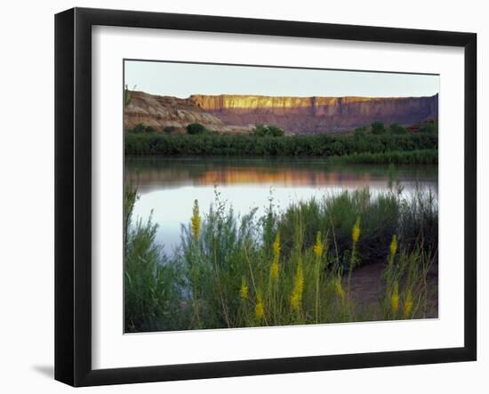Canyonlands NP, Utah. Prince's Plume in Bloom Along Green River, Dawn-Scott T. Smith-Framed Photographic Print