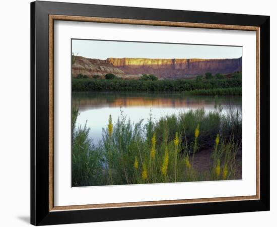 Canyonlands NP, Utah. Prince's Plume in Bloom Along Green River, Dawn-Scott T. Smith-Framed Photographic Print