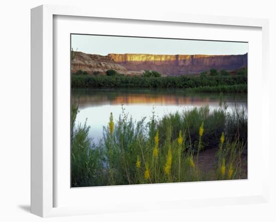 Canyonlands NP, Utah. Prince's Plume in Bloom Along Green River, Dawn-Scott T. Smith-Framed Photographic Print