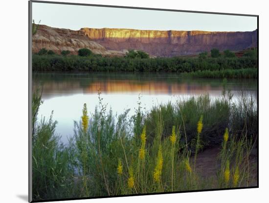 Canyonlands NP, Utah. Prince's Plume in Bloom Along Green River, Dawn-Scott T. Smith-Mounted Photographic Print