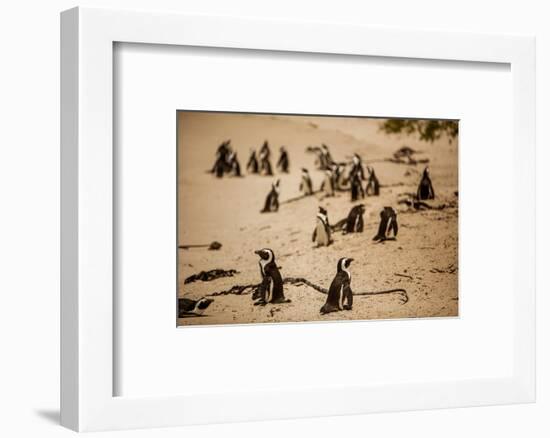 Cape African Penguins, Boulders Beach, Cape Town, South Africa, Africa-Laura Grier-Framed Photographic Print